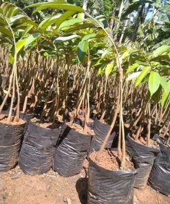 tanaman bibit durian bawor kaki 3 Jayapura