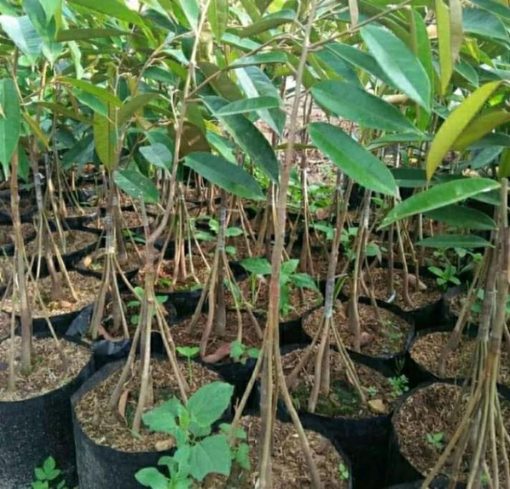 tanaman bibit durian bawor kaki 3 Kota Administrasi Jakarta Timur