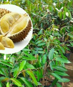 bibit pohon durian montong atau durian monthong Pangkalpinang