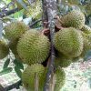 bibit durian musang king kaki 3 super cepat berbuah Jawa Tengah