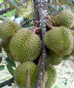bibit durian musang king kaki 3 super cepat berbuah Jawa Tengah