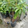 bibit buah alpukat aligator tinggi 1 meter batang besar buah alpukat promo hari ini Jawa Barat