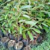 bibit durian bawor super Sulawesi Tenggara