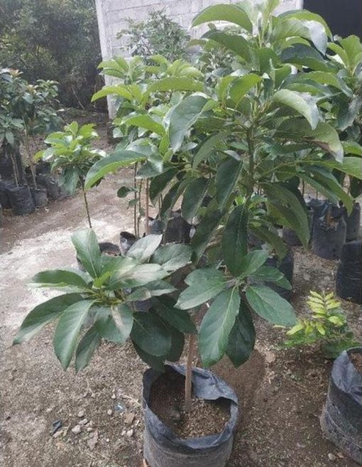 bibit buah alpulat kelut tinggi 1 meter alpukat lokal super unggulan terbaru harga murah Salatiga