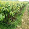 bibit durian musangking kaki 3 hasil okulasi cepat ber buah Kupang