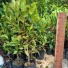 bibit buah nangka mini tinggi 1 meter up Kalimantan Timur