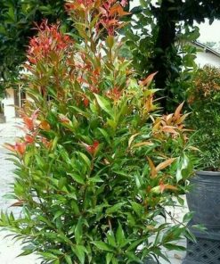 bibit tanaman hias pucuk merah Sumatra Utara