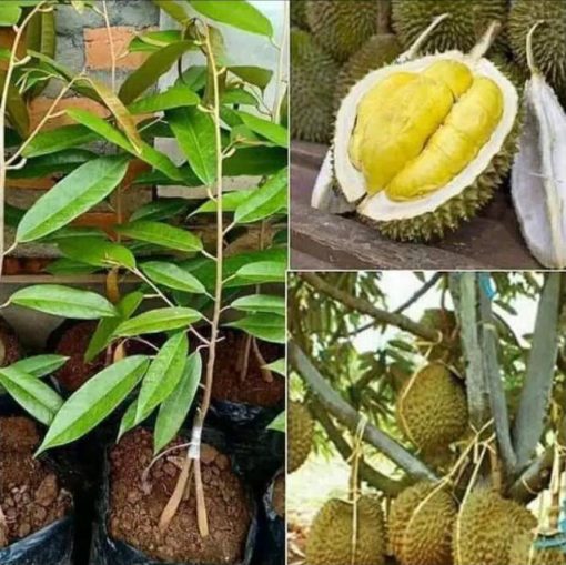 paket 3 bibit pohon durian musangking kaki 3 tinggi 1 meter ap Batu