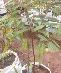 bibit pohon durian hitam kaki 3 tinggi 1 meter durian oche 1 meter terbaru Tasikmalaya