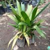 bibit palam merah pohon hias palam tanaman palem palem merah Bontang