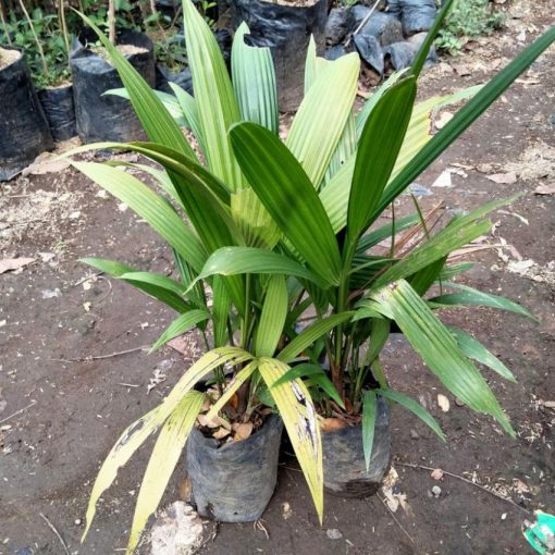 bibit palam merah pohon hias palam tanaman palem palem merah Bontang