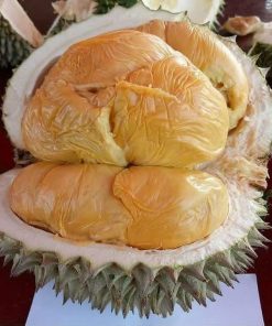 bibit durian duri hitam hasil okulasi Kota Administrasi Jakarta Barat