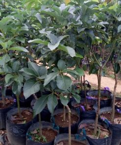 premium product bibit tanaman buah alpukat 1 meter bibit pohon alpukat 1 meter valid paling Sulawesi Tengah