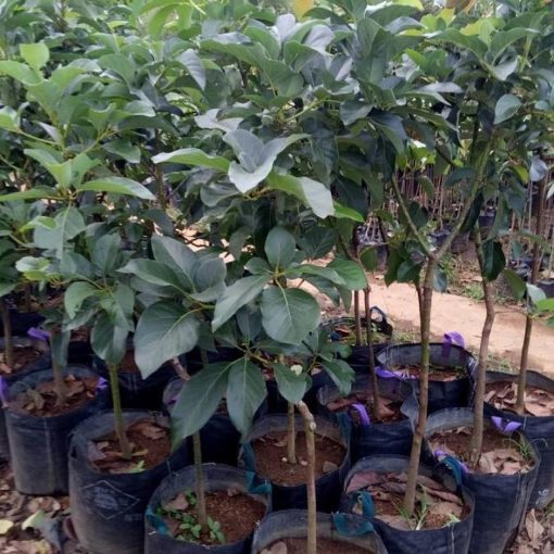 premium product bibit tanaman buah alpukat 1 meter bibit pohon alpukat 1 meter valid paling Sulawesi Tengah