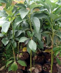 premium product bibit tanaman buah alpukat 1 meter bibit pohon alpukat 1 meter valid paling Aceh