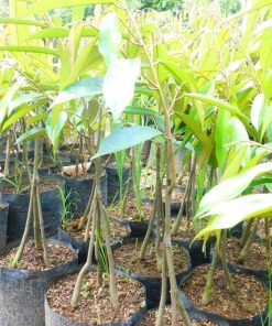 bibit durian musangking kaki 3 berkualitas Aceh