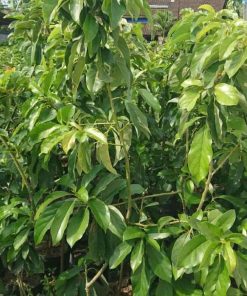 bibit buah alpukat hass hasil okulasi tinggi 1 5 meter Sulawesi Utara
