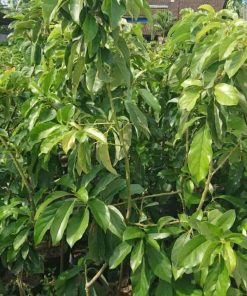 bibit buah alpukat hass hasil okulasi tinggi 1 5 meter Jawa Barat