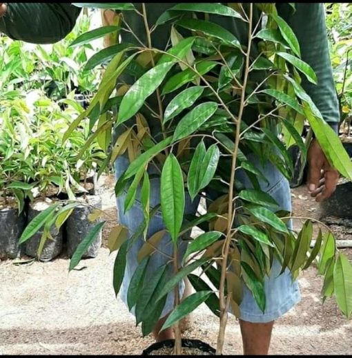 bibit pohon durian musangking kaki 3 tinggi 1 meter Jawa Timur