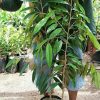 bibit pohon durian musangking kaki 3 tinggi 1 meter Jawa Barat