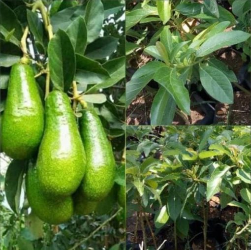 bibit buah alpukat pluwang hasil okulasi tinggi 1 5 meter Sumatra Utara