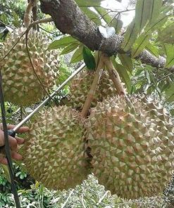 beli 2 gratis 1 bibit durian musangking kaki 3 super Kalimantan Utara