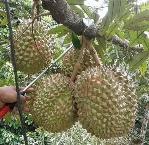 beli 2 gratis 1 bibit durian musangking kaki 3 super Kalimantan Utara