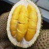beli 2 gratis 1 bibit durian musangking kaki 3 super Ternate