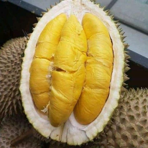 beli 2 gratis 1 bibit durian musangking kaki 3 super Ternate