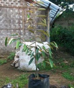 bibit pohon buah durian musangking kaki 3 ukuran 1 meter cepat berbuah termurah Sulawesi Utara