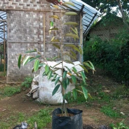 bibit pohon buah durian musangking kaki 3 ukuran 1 meter cepat berbuah termurah Sulawesi Utara
