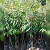 bibit buah durian pelangi kaki 3 premium tinggi 1 meter durian super Jawa Barat