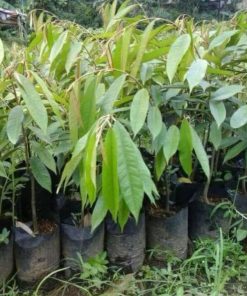 bibit durian bawor super ungul hasil okulasi buah durian bawor berkwalitas Tanjungpinang