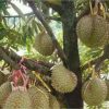 bibit durian bawor super ungul hasil okulasi buah durian bawor berkwalitas Banten