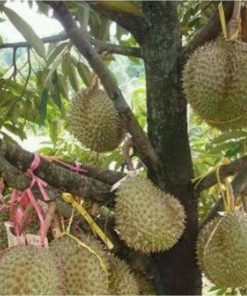 bibit durian bawor super ungul hasil okulasi buah durian bawor berkwalitas Banten