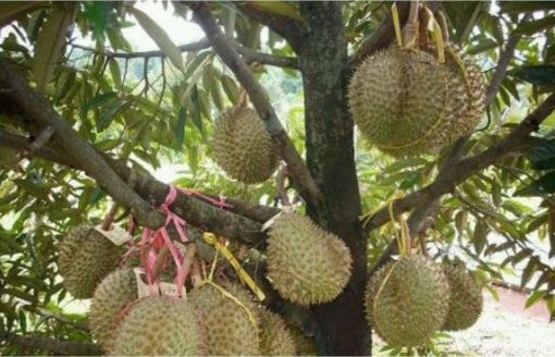 bibit durian bawor super ungul hasil okulasi buah durian bawor berkwalitas Banten