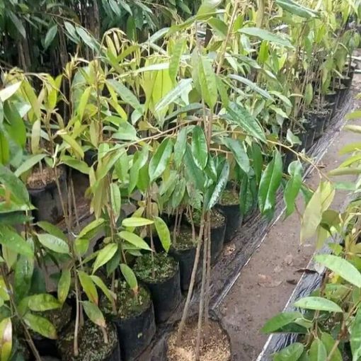 bibit pohon buah durian musangking kaki 3 tinggi 1 meter terlaris Kotamobagu