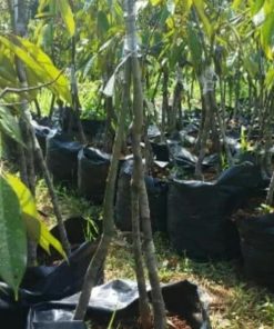 bibit buah pohon durian musangking kaki 3 tinggi 1 meter cepat berbuah terbaru Malang
