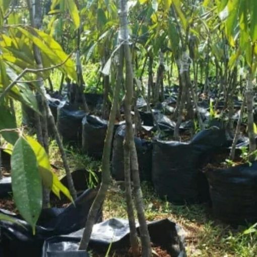 bibit buah pohon durian musangking kaki 3 tinggi 1 meter cepat berbuah terbaru Makassar