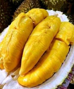 bibit buah durian montong Denpasar