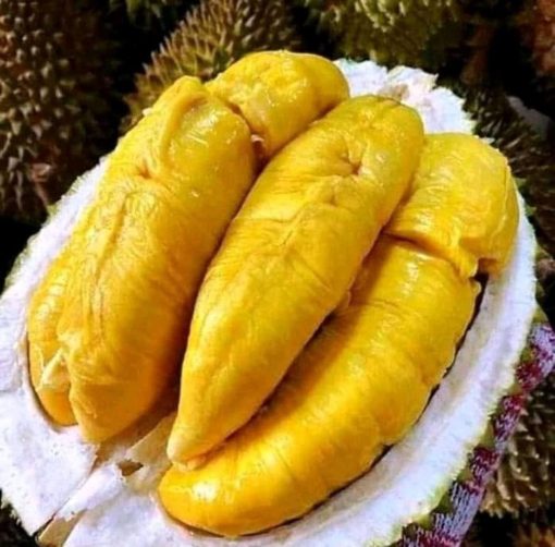 bibit buah durian montong Denpasar