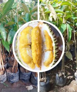 bibit durian musangking kaki 3 seedling Nusa Tenggara Barat