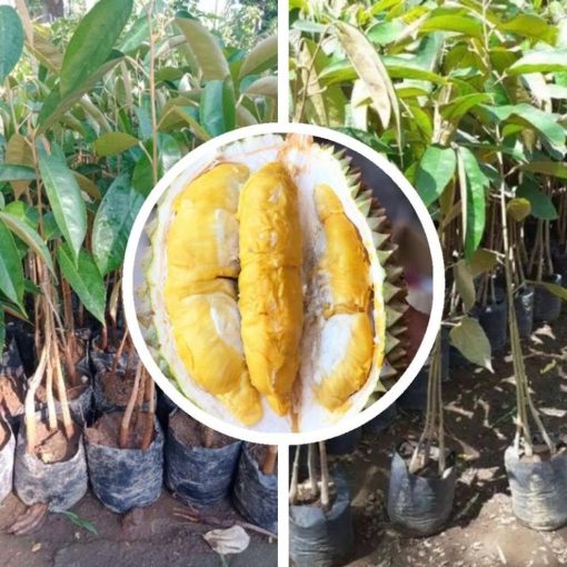 bibit durian musangking kaki 3 seedling Nusa Tenggara Barat