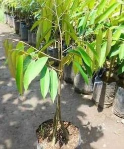 bibit pohon buah durian musangking kaki 3 ukuran 1 meter cepat berbuah terlaris Lampung