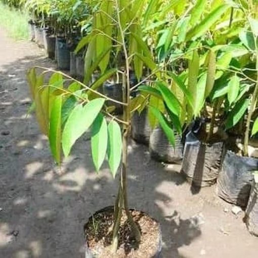 bibit pohon buah durian musangking kaki 3 ukuran 1 meter cepat berbuah terlaris Lampung