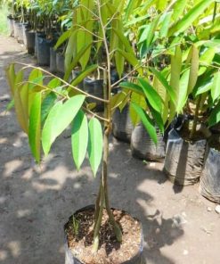 sale bibit pohon durian bawor kaki 3 1 meter durian okulasi Gorontalo
