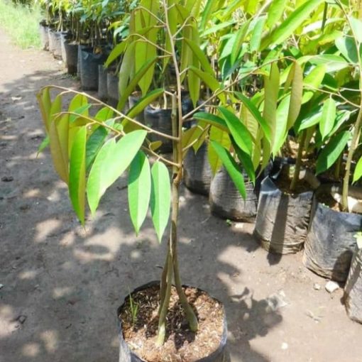 sale bibit pohon durian bawor kaki 3 1 meter durian okulasi Gorontalo