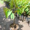 sale bibit pohon durian bawor kaki 3 1 meter durian okulasi Binjai