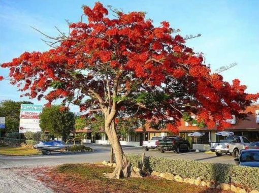 dijual bibit pohon bunga flamboyan merah tanaman murah Sulawesi Tenggara