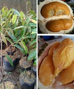 bibit durian duri hitam oche okulasi terbaik Jawa Barat
